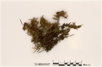 藏品(塔苔)的圖片